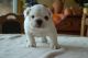 English Bulldog Puppies for sale in Fayetteville, NC, USA. price: NA
