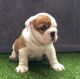 English Bulldog Puppies for sale in Sioux Falls, SD, USA. price: $500