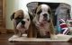 English Bulldog Puppies for sale in Rochester, NY, USA. price: $500
