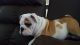 English Bulldog Puppies for sale in East Northport, NY, USA. price: NA