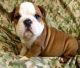 English Bulldog Puppies for sale in Abilene, TX, USA. price: NA
