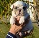 English Bulldog Puppies for sale in El Monte, CA, USA. price: NA