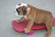English Bulldog Puppies for sale in Coral Springs, FL, USA. price: NA