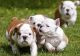 English Bulldog Puppies for sale in Fayetteville, NC, USA. price: $250
