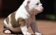 English Bulldog Puppies for sale in Vallejo, CA, USA. price: NA