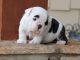 English Bulldog Puppies for sale in Bastrop, LA 71220, USA. price: NA