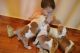 English Bulldog Puppies for sale in Brooktondale, NY 14817, USA. price: NA
