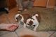 English Bulldog Puppies for sale in Dennysville, ME, USA. price: NA