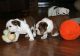 English Bulldog Puppies for sale in Dennysville, ME, USA. price: NA