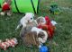 English Bulldog Puppies for sale in Ashburn, VA, USA. price: NA