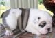 English Bulldog Puppies for sale in Buffalo, NY, USA. price: $500