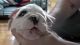English Bulldog Puppies for sale in Hyattville, WY 82428, USA. price: NA