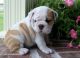 English Bulldog Puppies for sale in Daly City, CA, USA. price: $400