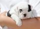 English Bulldog Puppies for sale in Fontana, CA, USA. price: NA