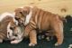 English Bulldog Puppies for sale in Orland, CA 95963, USA. price: NA