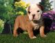 English Bulldog Puppies for sale in Orland, CA 95963, USA. price: NA