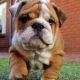 English Bulldog Puppies for sale in Rochester, NY, USA. price: NA