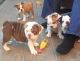 English Bulldog Puppies for sale in Springfield, MA, USA. price: $500