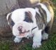 English Bulldog Puppies for sale in Barton, MD 21521, USA. price: NA