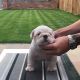 English Bulldog Puppies for sale in Rochester, NY, USA. price: $500