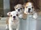 English Bulldog Puppies for sale in Delaware, AR 72835, USA. price: NA