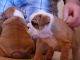 English Bulldog Puppies for sale in Compton, CA, USA. price: NA