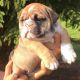 English Bulldog Puppies for sale in Santa Rosa, CA, USA. price: NA