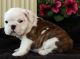 English Bulldog Puppies for sale in Aptos, CA 95003, USA. price: NA
