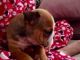 English Bulldog Puppies for sale in Aberdeen, ID 83210, USA. price: NA