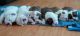 English Bulldog Puppies for sale in Huntington Beach, CA, USA. price: $450