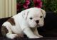 English Bulldog Puppies for sale in Los Altos Hills, CA, USA. price: NA