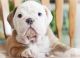 English Bulldog Puppies for sale in Killeen, TX, USA. price: NA
