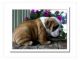 English Bulldog Puppies for sale in Pueblo, CO, USA. price: NA