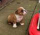 English Bulldog Puppies for sale in Yonkers, NY, USA. price: NA