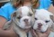 English Bulldog Puppies for sale in Captain Cook, HI, USA. price: NA