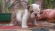 English Bulldog Puppies for sale in Bethany Beach, DE, USA. price: $600