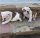 English Bulldog Puppies for sale in Fargo, ND, USA. price: $600