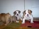 English Bulldog Puppies for sale in Sioux Falls, SD, USA. price: $600
