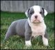 English Bulldog Puppies for sale in Barton, MD 21521, USA. price: NA