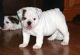 English Bulldog Puppies for sale in Belle Chasse, LA, USA. price: NA