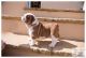 English Bulldog Puppies for sale in Sun Valley, AZ, USA. price: NA