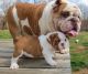 English Bulldog Puppies for sale in New York, NY, USA. price: NA