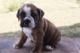 English Bulldog Puppies for sale in Yaounde, Cameroon. price: NA