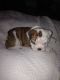 English Bulldog Puppies for sale in Denniston, KY 40316, USA. price: NA