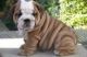 English Bulldog Puppies for sale in Austinville, AL 35601, USA. price: NA