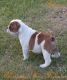 English Bulldog Puppies for sale in Austinville, AL 35601, USA. price: NA