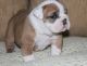 English Bulldog Puppies for sale in Buffalo, NY, USA. price: NA