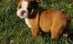 English Bulldog Puppies for sale in St Pete Beach, FL, USA. price: NA