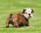 English Bulldog Puppies for sale in Metairie, LA, USA. price: NA