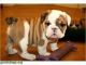 English Bulldog Puppies for sale in Stamford, CT, USA. price: NA